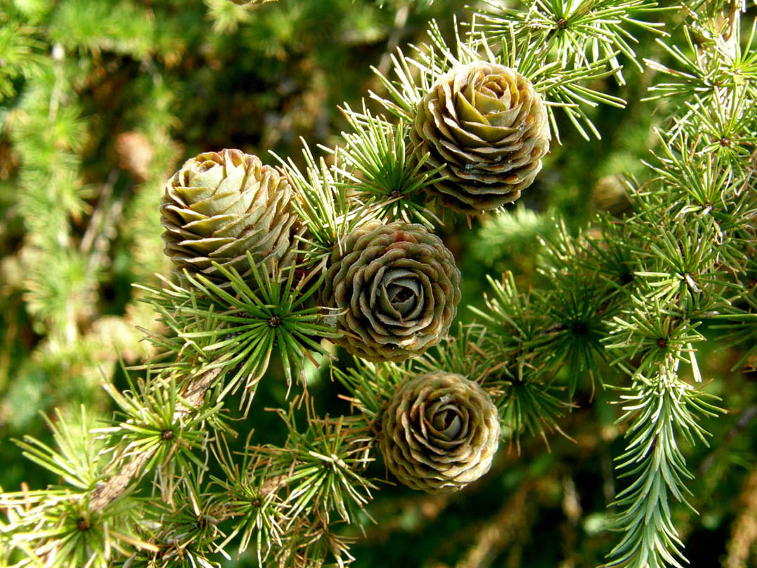 Larix decidua